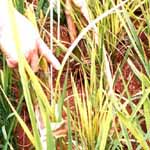 rice grassy stunt virus disease